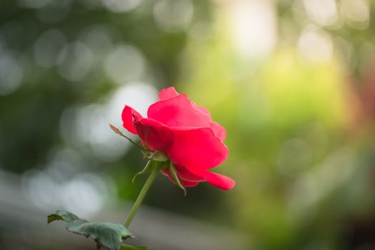 The background image of the colorful flowers, background nature