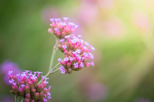 The background image of the colorful flowers, background nature