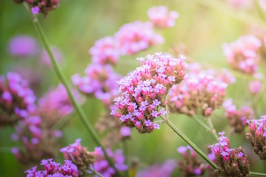 The background image of the colorful flowers, background nature