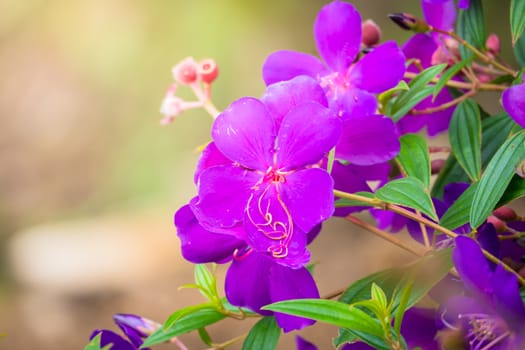 The background image of the colorful flowers, background nature