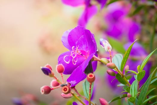 The background image of the colorful flowers, background nature