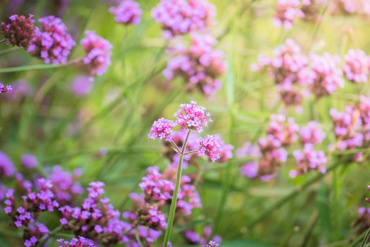 The background image of the colorful flowers, background nature