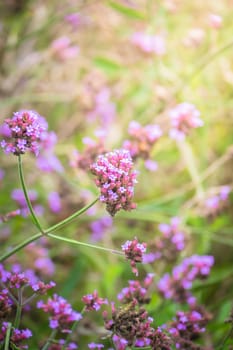 The background image of the colorful flowers, background nature