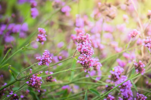 The background image of the colorful flowers, background nature