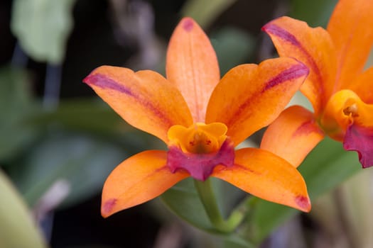 Beautiful orange orchid flowers and green leaf background.