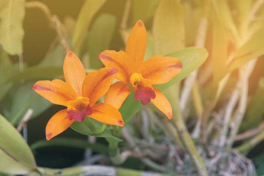 Beautiful orange orchid flowers and green leaf background.