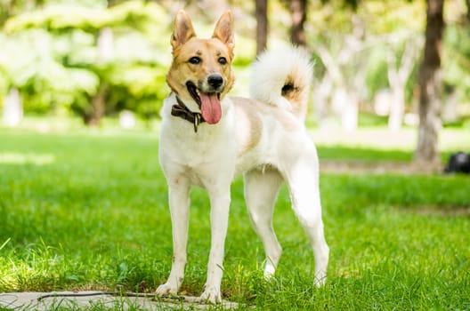 cute active dog standing in the park on green grass