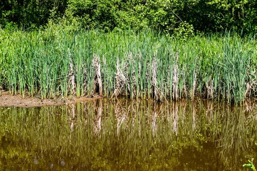 Reeds on the side of a pond