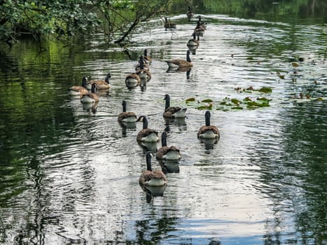 A group of canada geese swimming in a lake