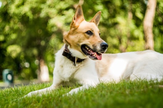 dog in the park laying on green grass