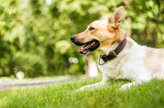 dog in the park on green grass looking away