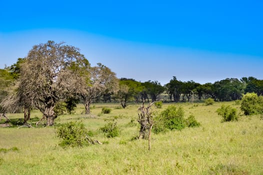 Shaded and green area in West Tsavo Park in Kenya