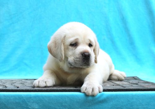 a little yellow labrador puppy sitting on blue background