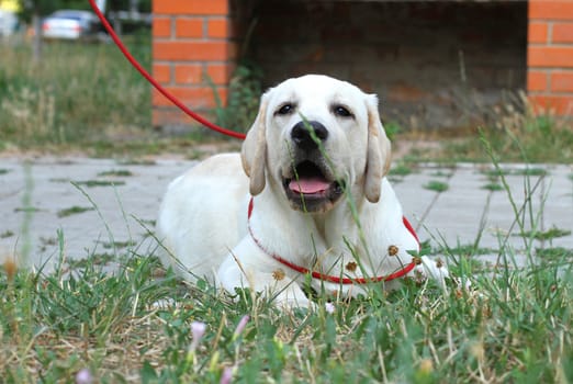 little yellow labrador puppy sitting in the park