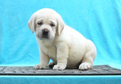 little yellow labrador puppy sitting on blue background
