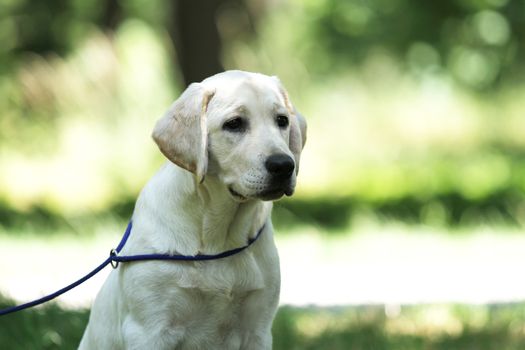 the little yellow labrador puppy sitting in the park
