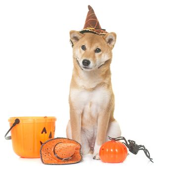 young shiba inu in front of white background