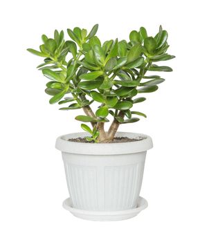 House plant Crassula in a flower pot isolated on a white background