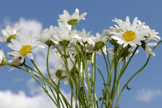 Chamomile flowers, covered with water drops, against the background of blue sky