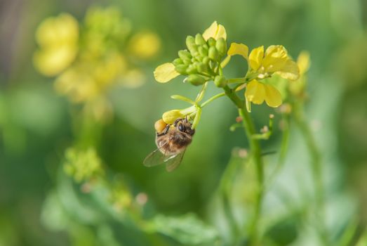 Honey bee collecting pollen on yellow rape flower