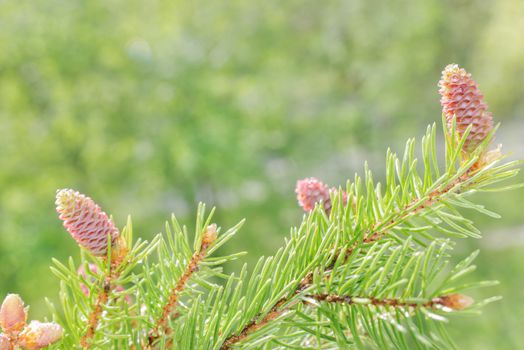 Green natural background: branches of flowering spruce with red cones in spring forest