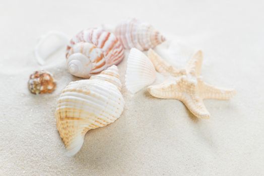 Several clams and starfishes on the background of sea sand