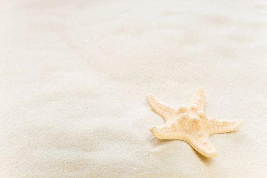 One starfish on the background of white sea sand