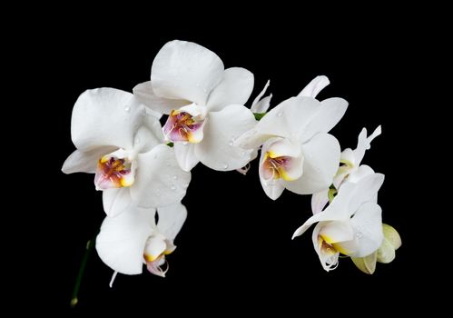 White orchid phalaenopsis flower covered with water drops, isolated on a black background