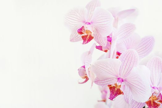 Beautiful Phalaenopsis orchid branch with striped white and pink flowers on white background, with space for text