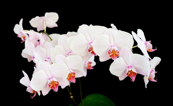 Branch of striped white and pink orchids phalaenopsis flower, covered with dew drops, close-up, isolated on a black background