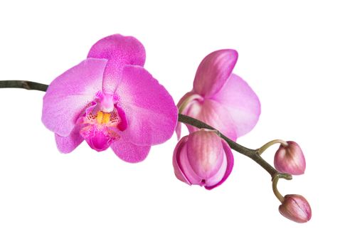 Purple phalaenopsis orchid flowes isolated on white background, close-up