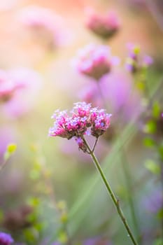 The background image of the colorful flowers, background nature