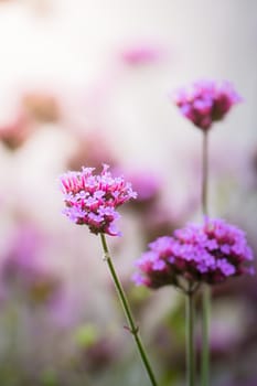 The background image of the colorful flowers, background nature