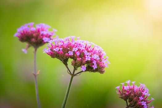 The background image of the colorful flowers, background nature