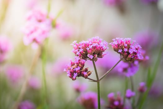 The background image of the colorful flowers, background nature