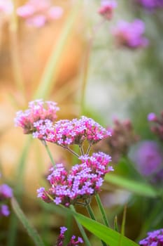 The background image of the colorful flowers, background nature