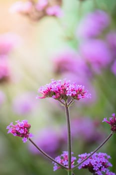 The background image of the colorful flowers, background nature