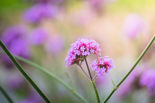 The background image of the colorful flowers, background nature