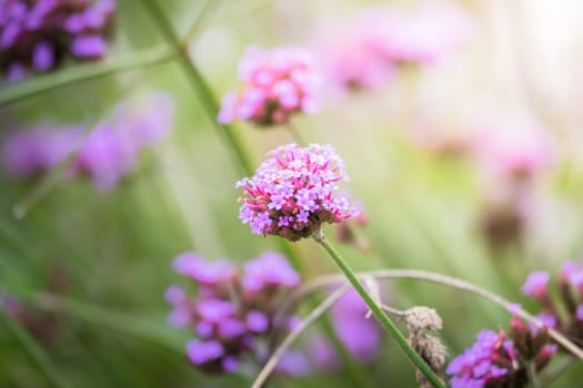 The background image of the colorful flowers, background nature