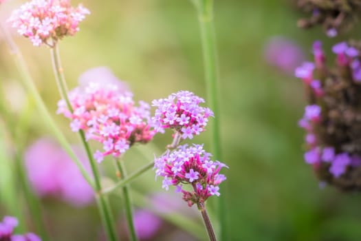 The background image of the colorful flowers, background nature