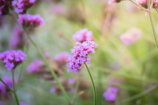 The background image of the colorful flowers, background nature