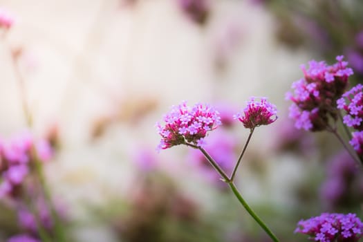 The background image of the colorful flowers, background nature