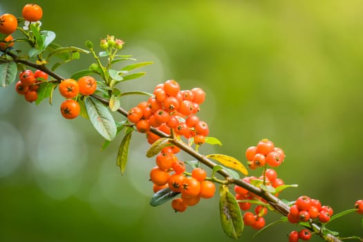 The background image of the colorful flowers, background nature