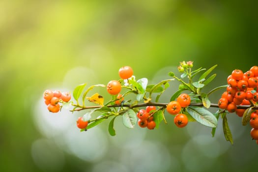 The background image of the colorful flowers, background nature