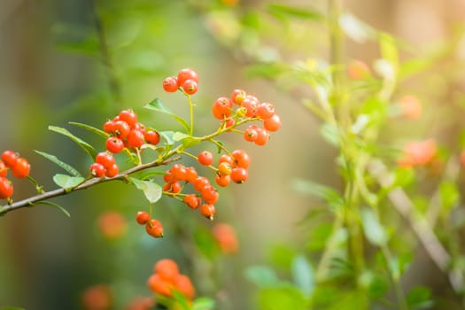 The background image of the colorful flowers, background nature