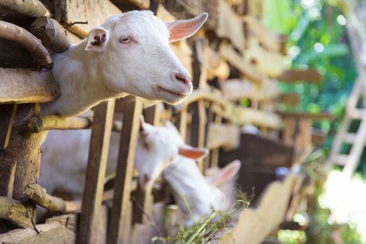 Three curious domestic white goats stick their heads through vintage wooden bars of stable.
