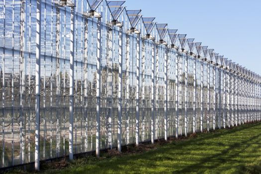 Greenhouse in Westland in the Netherlands