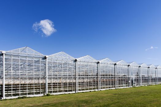 Greenhouse in Westland in the Netherlands