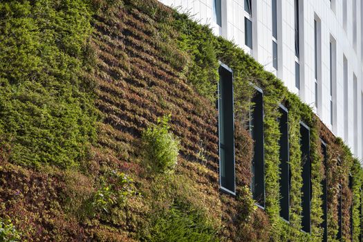 Building with green ecological wall covered with plants in Rotterdam in the Netherlands