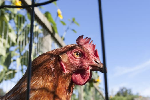 Healthy free range chicken in the Netherlands